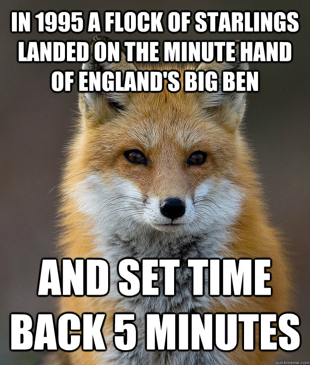 IN 1995 A FLOCK OF STARLINGS LANDED ON THE MINUTE HAND OF ENGLAND'S BIG BEN AND SET TIME BACK 5 MINUTES  Fun Fact Fox