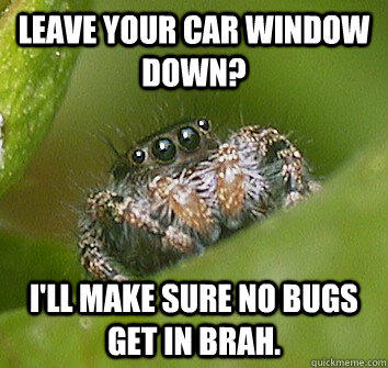 Leave your car window down? i'll make sure no bugs get in brah.  