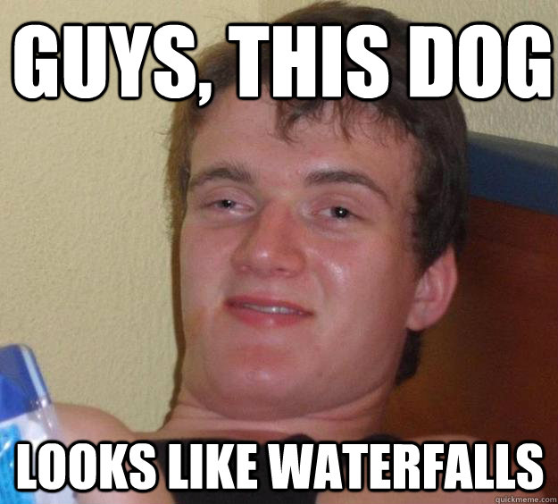 Guys, this dog looks like waterfalls  10 Guy