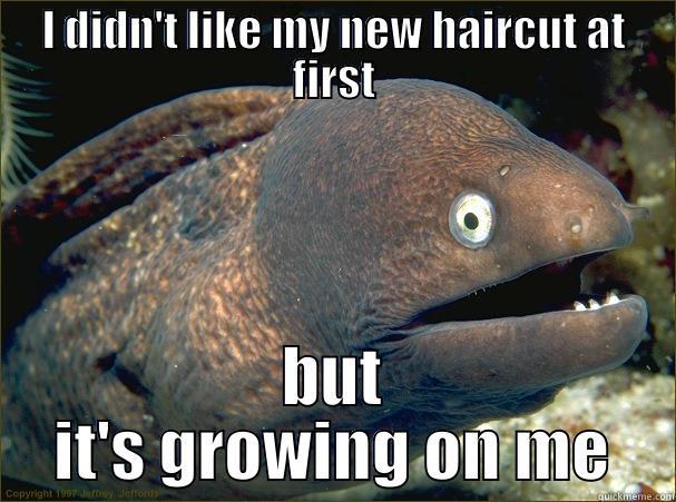 I DIDN'T LIKE MY NEW HAIRCUT AT FIRST BUT IT'S GROWING ON ME Bad Joke Eel