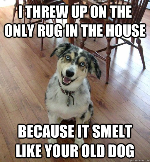 I threw up on the only rug in the house because it smelt like your old dog  Overly Attached Dog