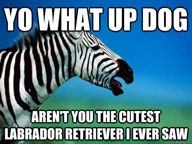 yo what up dog aren't you the cutest labrador retriever i ever saw  Racially Confused Zebra