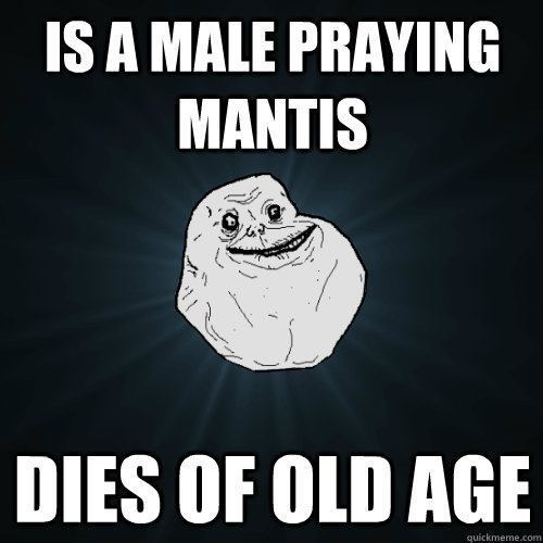 is a Male Praying Mantis Dies of Old age  Forever Alone