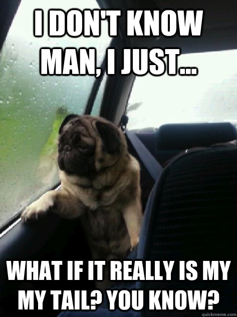 I don't know man, I just... What if it really is my my tail? you know?  Introspective Pug