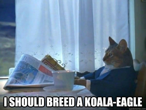  I should breed a koala-eagle  morning realization newspaper cat meme