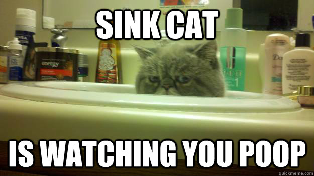 Sink cat is watching you poop  Sink Cat