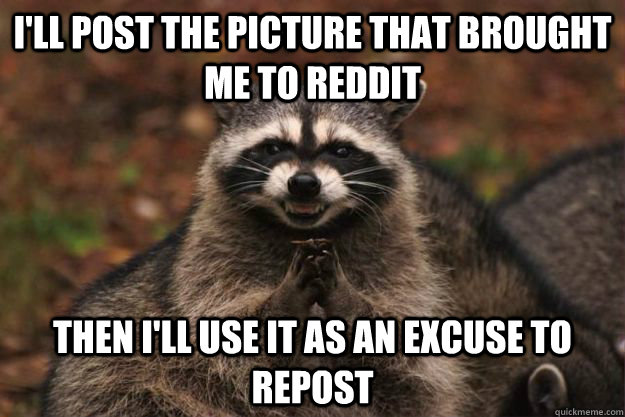 I'll post the picture that brought me to reddit Then I'll use it as an excuse to repost  Evil Plotting Raccoon