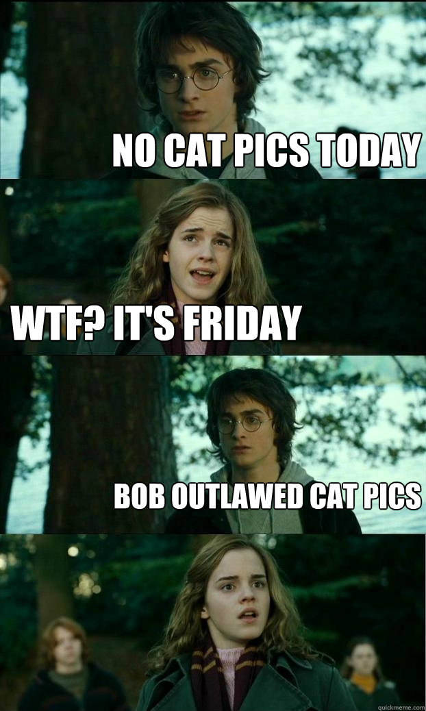 no cat pics today wtf? it's friday Bob outlawed cat pics  Horny Harry