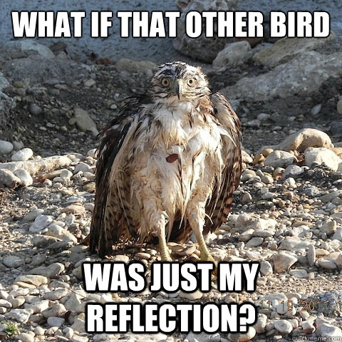 what if that other bird was just my reflection? - what if that other bird was just my reflection?  Sudden Clarity Falcon