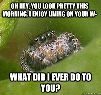 Oh hey, you look pretty this morning. I enjoy living on your w- What did i ever do to you?  Misunderstood Spider