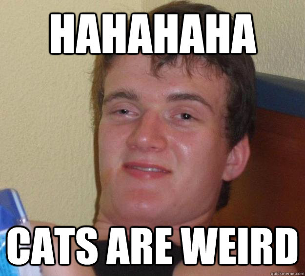 Hahahaha Cats are weird  10 Guy