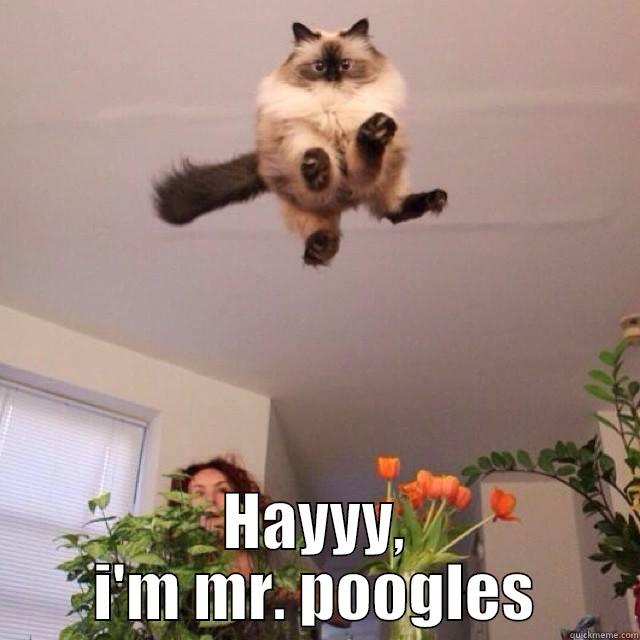  HAYYY, I'M MR. POOGLES Misc