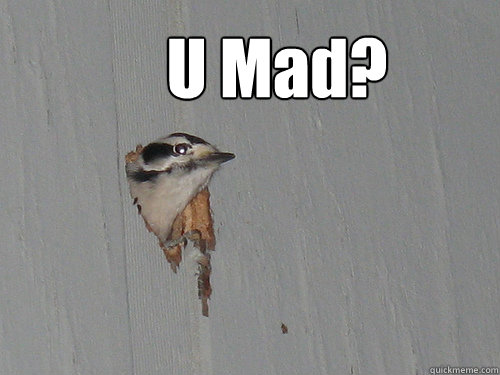 U Mad?  Troll Woodpecker