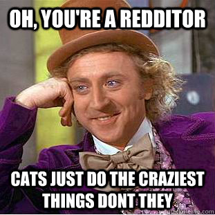 Oh, you're a redditor cats just do the craziest things dont they  Condescending Wonka