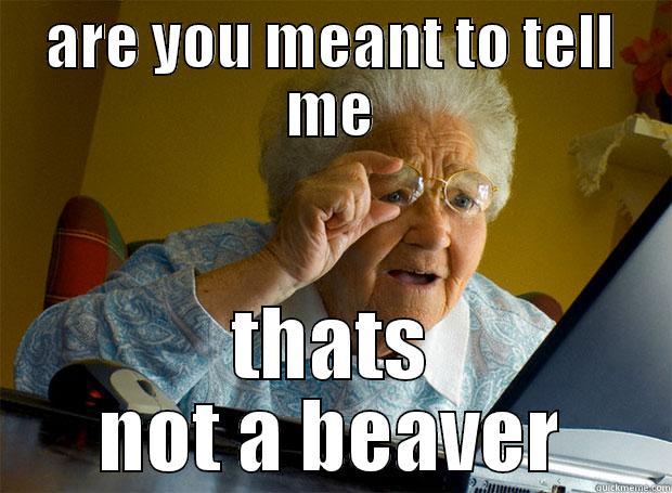 ARE YOU MEANT TO TELL ME THATS NOT A BEAVER Grandma finds the Internet