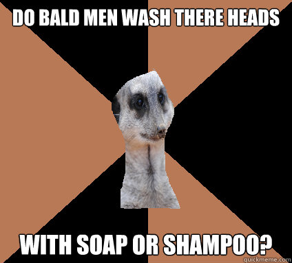 do bald men wash there heads with soap or shampoo? - do bald men wash there heads with soap or shampoo?  Confused meerkat