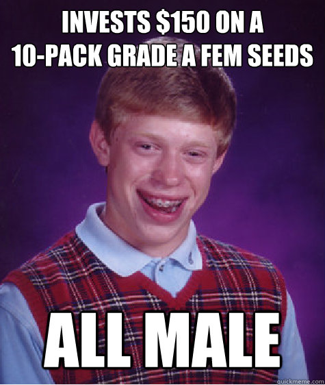 invests $150 on a 
10-pack grade a fem seeds all male  Bad Luck Brian