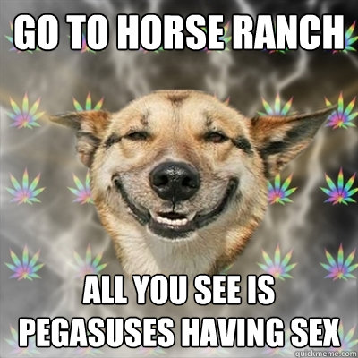 go to horse ranch all you see is pegasuses having sex  Stoner Dog