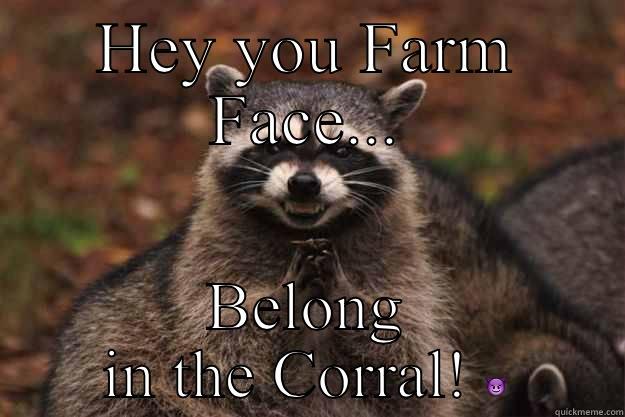 HEY YOU FARM FACE... BELONG IN THE CORRAL!  Evil Plotting Raccoon