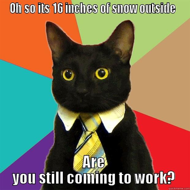 its cold outside - OH SO ITS 16 INCHES OF SNOW OUTSIDE  ARE YOU STILL COMING TO WORK? Business Cat