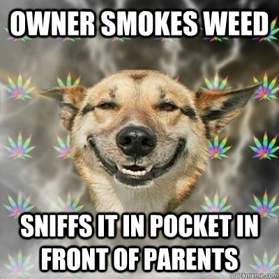 Owner smokes weed sniffs it in pocket in front of parents  Stoner Dog