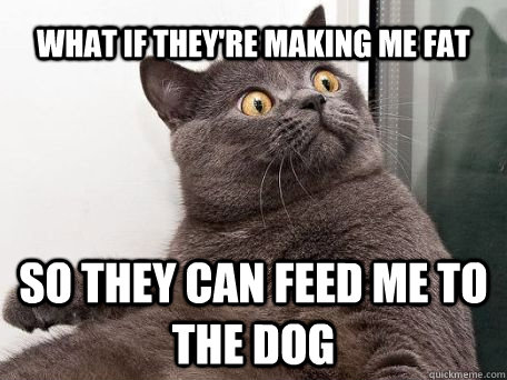 what if they're making me fat so they can feed me to the dog  conspiracy cat