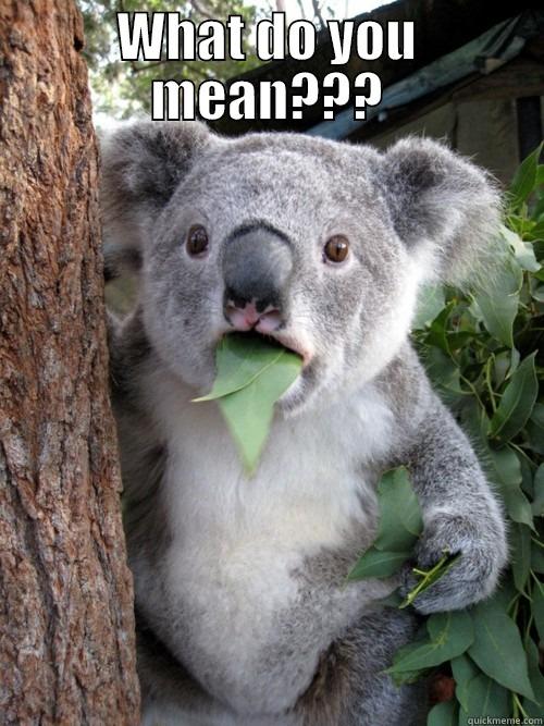 WHAT DO YOU MEAN???  koala bear