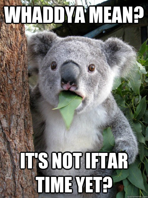 Whaddya mean? It's not IFTAR time yet? - Whaddya mean? It's not IFTAR time yet?  koala bear