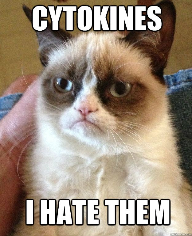 Cytokines i hate them  Grumpy Cat