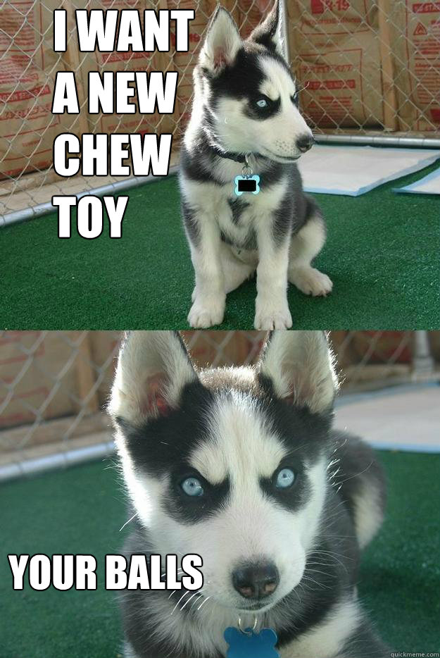 I want a new chew toy your balls  Insanity puppy