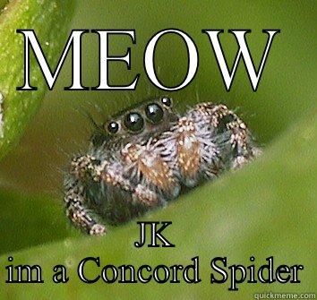 MEOW JK IM A CONCORD SPIDER Misunderstood Spider