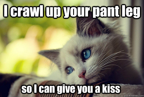 I crawl up your pant leg so I can give you a kiss  First World Problems Cat