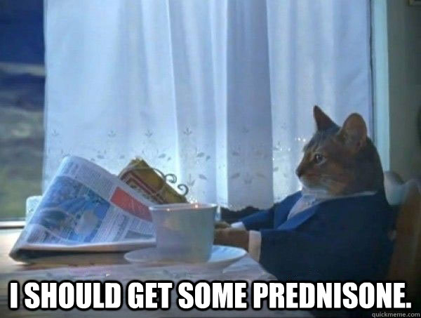  I should get some prednisone. -  I should get some prednisone.  morning realization newspaper cat meme