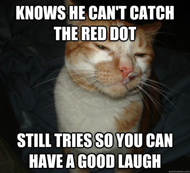 knows he can't catch the red dot still tries so you can have a good laugh - knows he can't catch the red dot still tries so you can have a good laugh  Cool Cat Craig