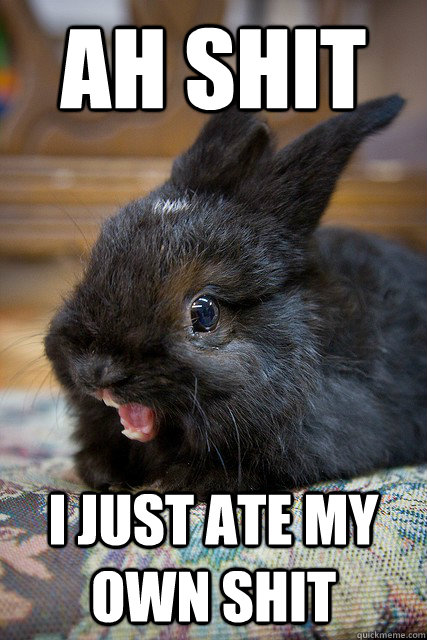 ah shit i just ate my own shit  incredulous rabbit