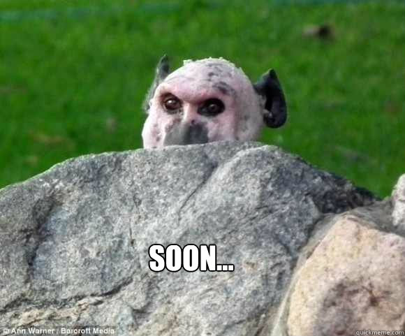 soon... - soon...  soon baboon