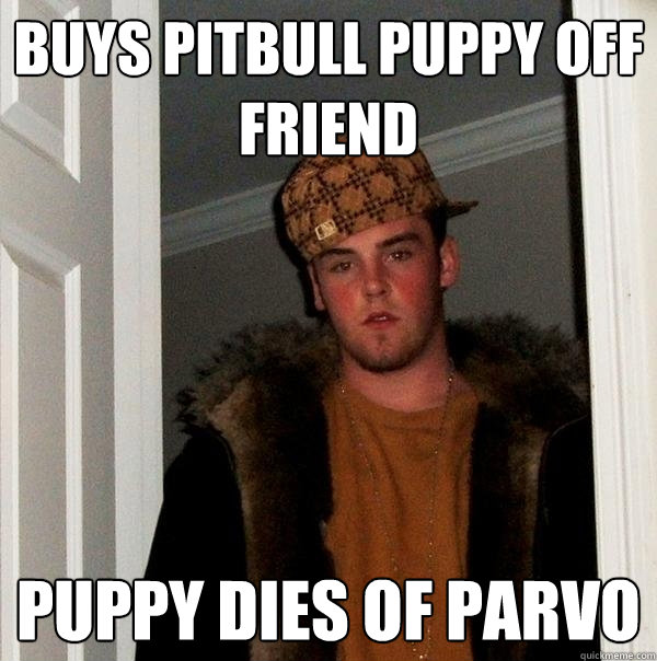 buys pitbull puppy off friend puppy dies of parvo  Scumbag Steve