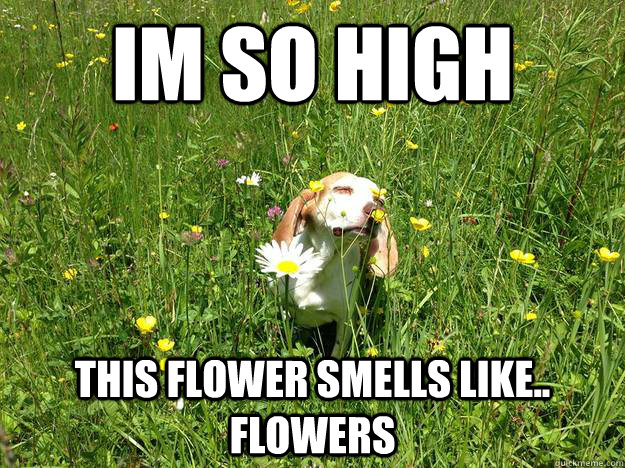 Im so high This flower smells like.. Flowers Caption 3 goes here  