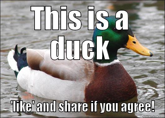 THIS IS A DUCK  'LIKE' AND SHARE IF YOU AGREE! Actual Advice Mallard