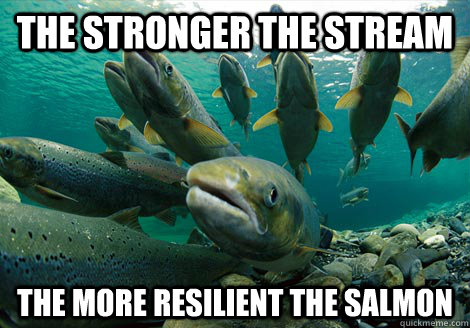 The stronger the stream the more resilient the salmon  