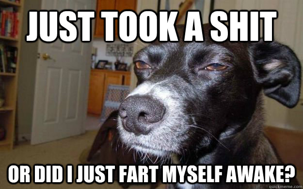 just took a shit or did i just fart myself awake?  Skeptical Mutt