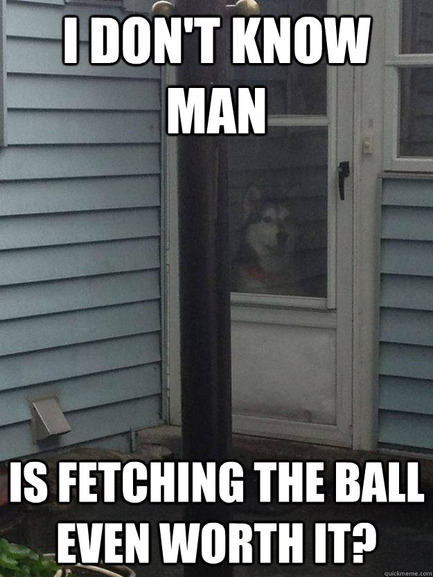 I don't know man Is fetching the ball even worth it? - I don't know man Is fetching the ball even worth it?  Sad confused husky