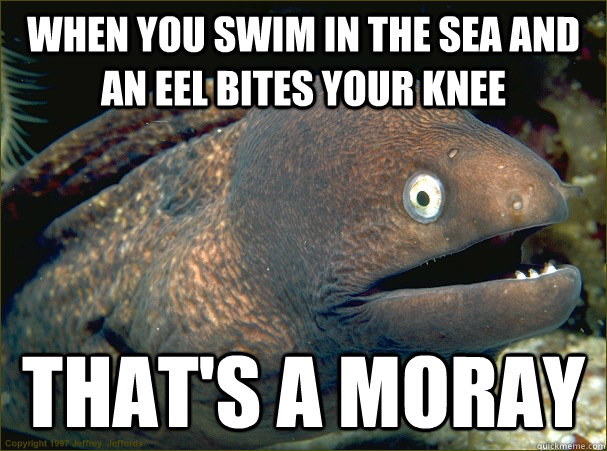 When you swim in the sea and an eel bites your knee That's a moray  Bad Joke Eel