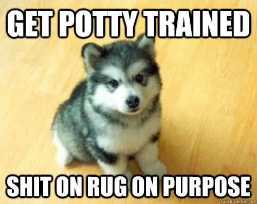 Get potty trained shit on rug on purpose  Baby Courage Wolf