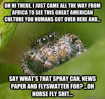 oh hi there, i just came all the way from africa to see this great american culture you humans got over here and... say what's that spray can, news paper and flyswatter for? ...oh horse fly shit...  Misunderstood Spider