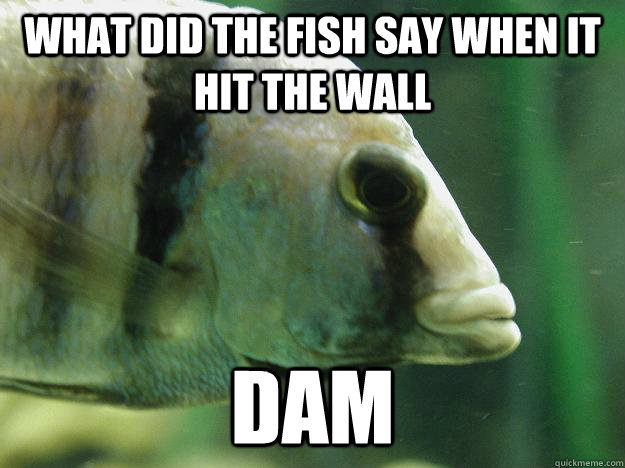 what-did-the-fish-say-when-it-hit-the-wall-dam-premed-fish-quickmeme