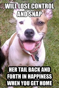 Will lose control and snap her tail back and forth in happiness when you get home  Good Girl Pitbull