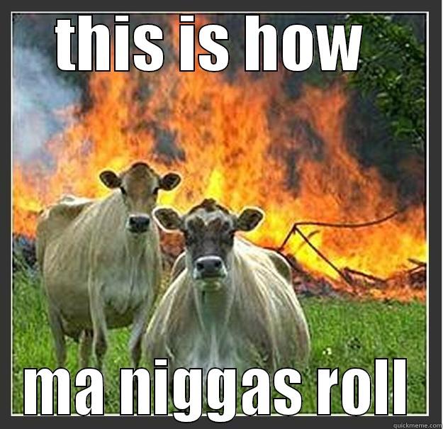 evil cow - THIS IS HOW  MA NIGGAS ROLL Evil cows