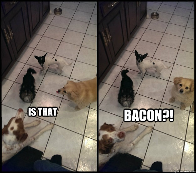 IS THAT BACON?! - IS THAT BACON?!  Misc