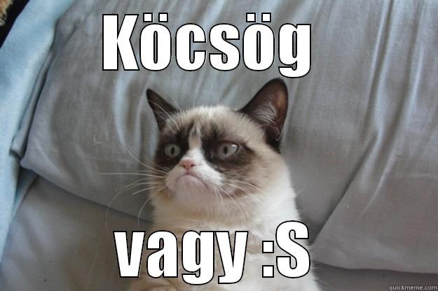 KÖCSÖG  VAGY :S Grumpy Cat